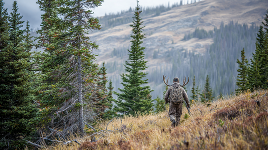 Spot and stalk mule deer hunter moving through high country timber